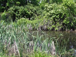Large in-ground pond