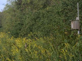 Old field habitat