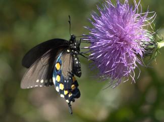 Black swallowtail on thistle