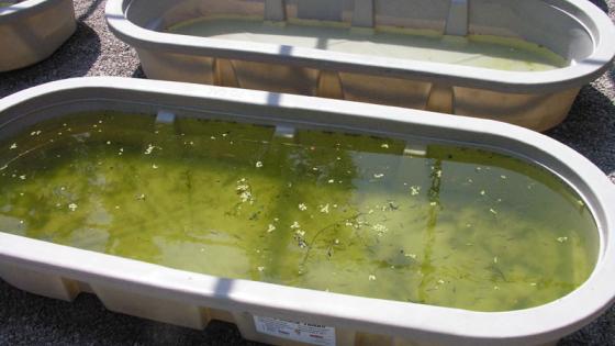 Replicate tubs for aquatic studies