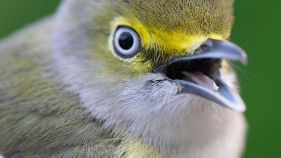 Vireo
