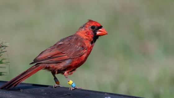 Marked Cardinal