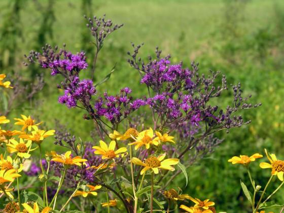 Native plants at EREC