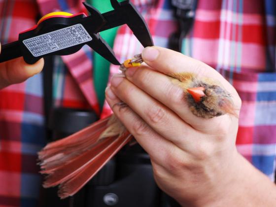 Taking data on a marked Northern Cardinal